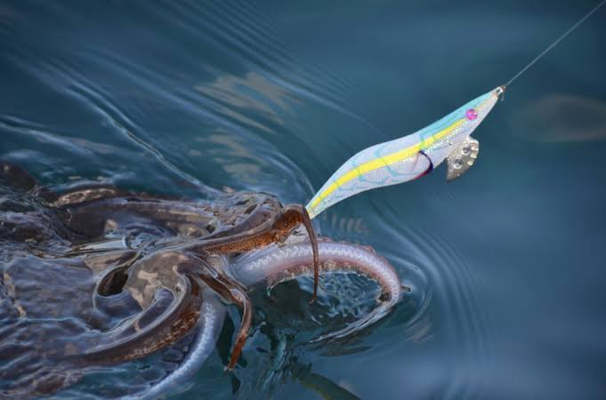 RIGS – Squidink